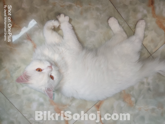 ADULT PURE PERSIAN MALE CAT FOR SELL